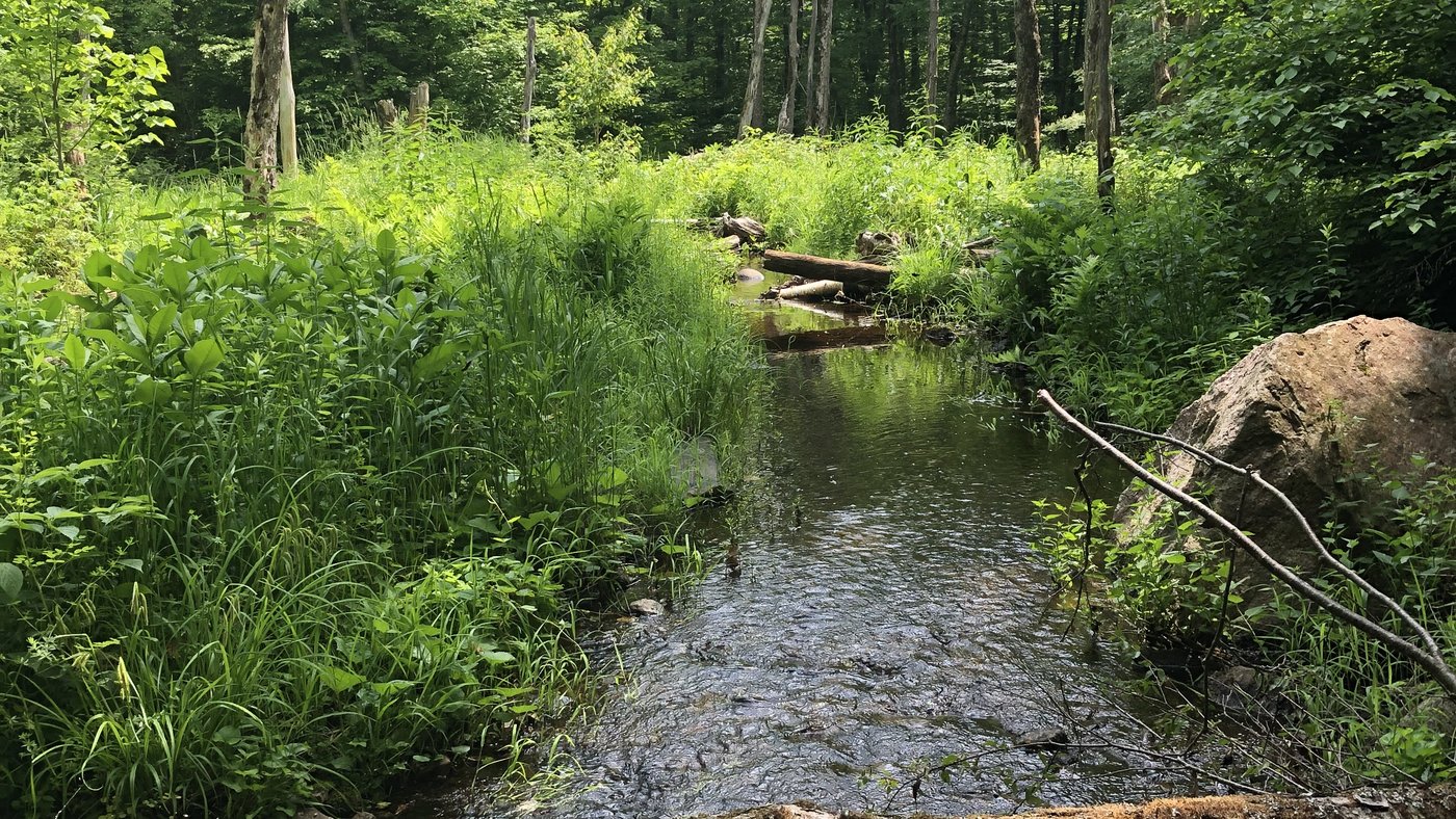 Cours d'eau en forêt — terrain ALÉAN Conseil Environnement